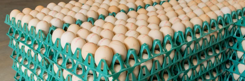 Eier