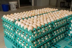 Wie entwickelt sich der europäische Markt für Bio-Eier und deren Preise?