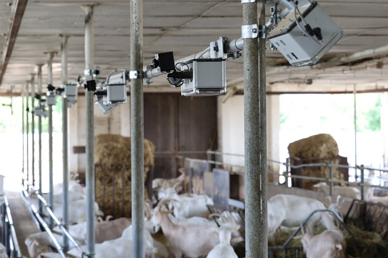 Kameras im Ziegenstall, Klick führt zu Großansicht, Schließen mit ESC