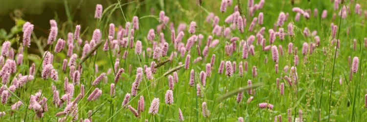 Wiese voller Schlangen-Knöterich