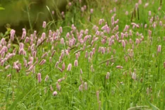 Pflanze des Monats Mai 2023: Schlangen-Knöterich (Bistorta officinalis)