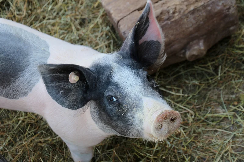 Verbesserung der gesellschaftlichen Akzeptanz ökologischer Tierhaltung