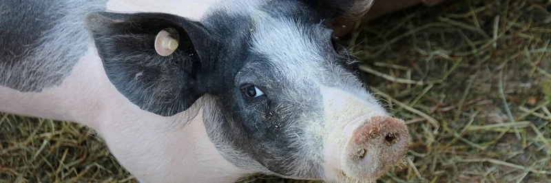 Schwein guckt in die Kamera.