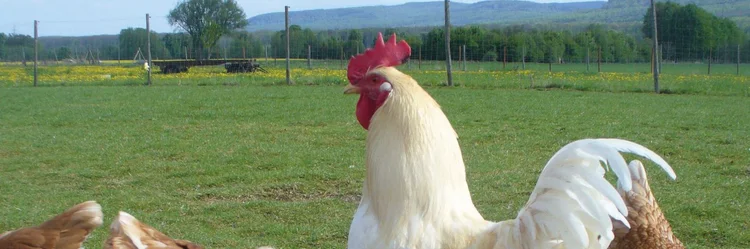 Flauschige Hühner.