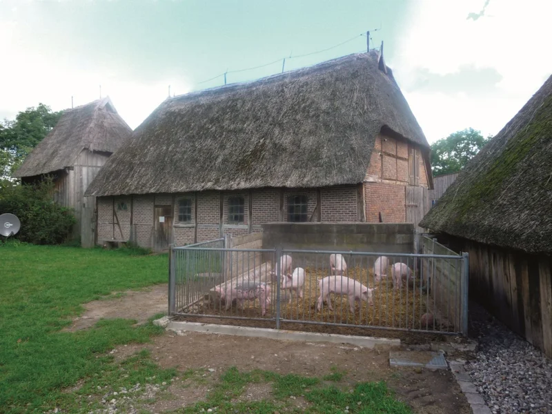 Schweine vor dem historischen Gebäude