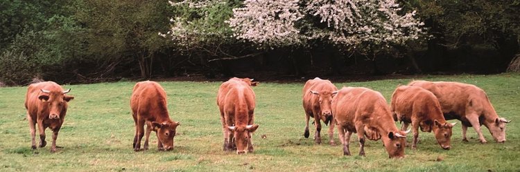 Braune Kühe auf der Weide