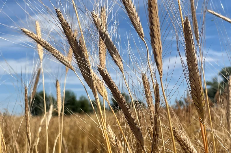 Wildeinkorn auf dem Feld. Klick führt zu Großansicht.