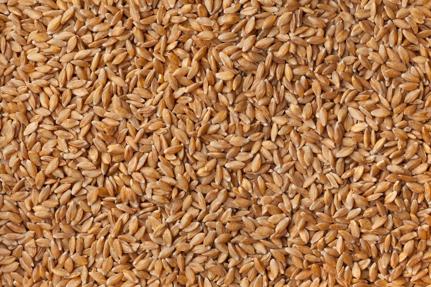 Einkorn. Foto: PicturePartners / iStock / Getty Images Plus via Getty Images 