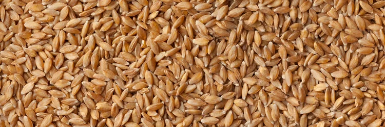 Einkorn.