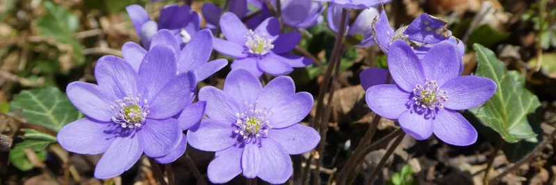 Gewöhnliches Leberblümchen (Hepatica nobilis). Foto: Adobe Stock, Jürgen Nickel
