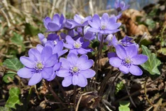 Die Pflanze des Monats März 2025: Gewöhnliches Leberblümchen (Hepatica nobilis)