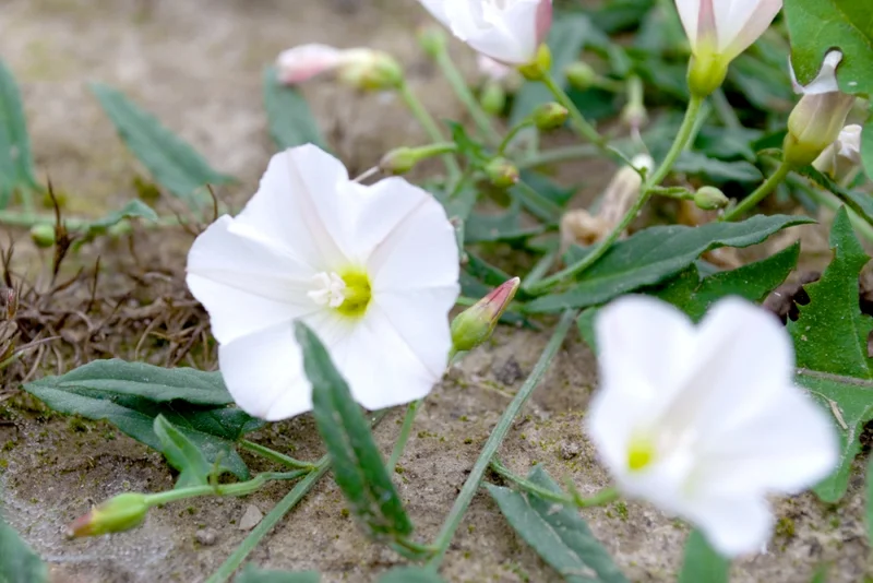 Ackerwinde (Convolvulus arvensis)