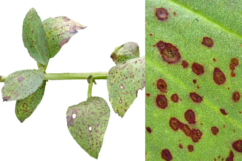 Schokoladenfleckenkrankheit der Ackerbohne (Botrytis fabae)