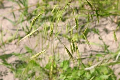 Taube Trespe Bromus sterilis