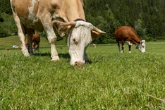 Rindermarkt: Wie entwickelt sich der Preis für Rindfleisch?