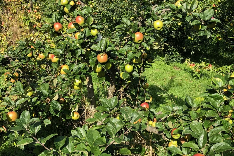 Apfelbäume