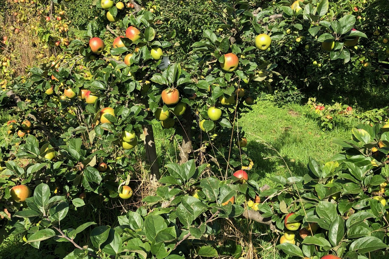 Apfelbäume