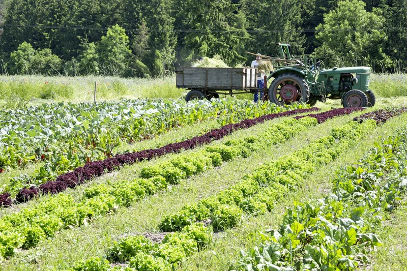 Traktor am Gemüsebeet. 