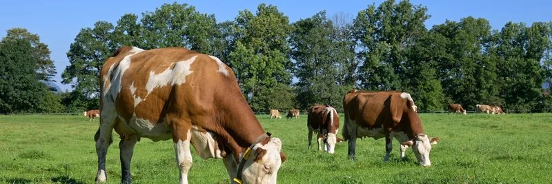 Milchkühe auf der Weide.