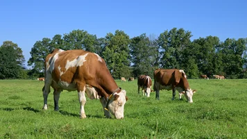 Milchkühe auf der Weide.