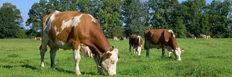 Milchkühe auf der Weide.