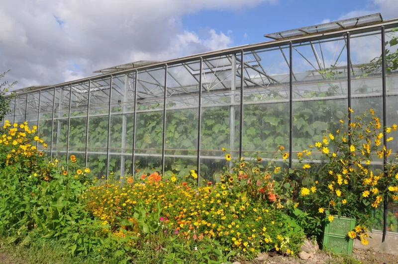 Gewächshaus mit Blumen im Vordergrund