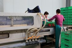 Zwei Frauen an einer Verarbeitungsstation für Gemüse. Klick führt zu Großansicht.