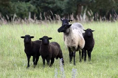 Vielfalt erhalten - Kommunikationsstrategien zur Agrobiodiversität