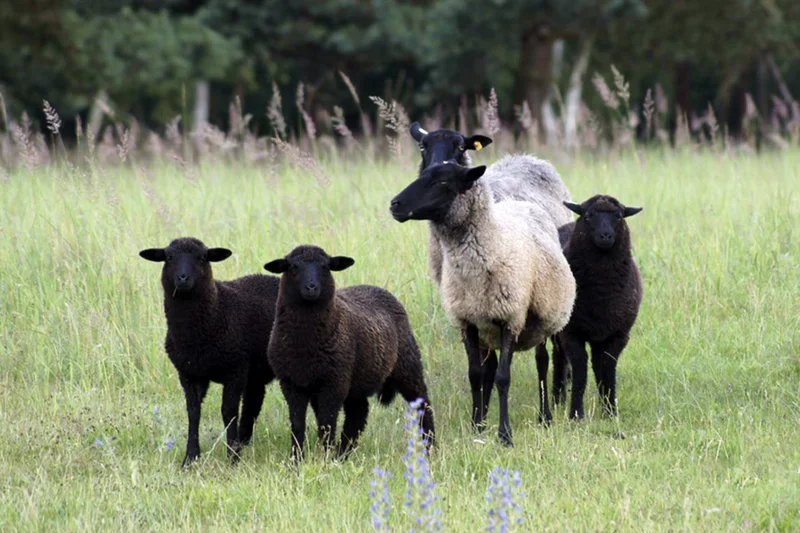 Vielfalt erhalten - Kommunikationsstrategien zur Agrobiodiversität