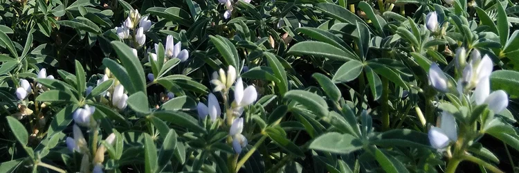 Weiße Lupinen