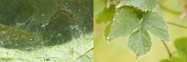 Gespinste an Hopfen