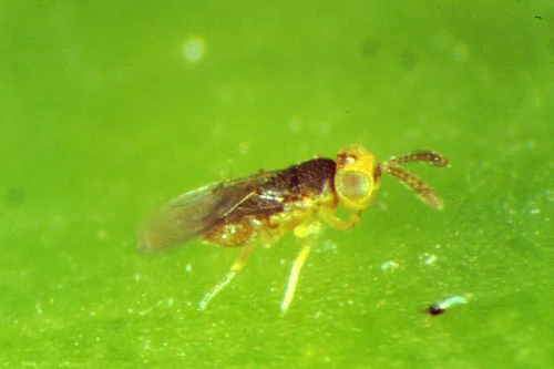 Metaphycus spp. (M. helvolus, M. flavus)
