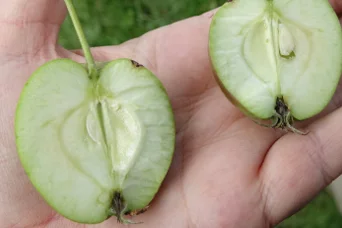 Apfel mit abgestoppten Befall. Klick führt zu Großansicht in neuem Fenster.