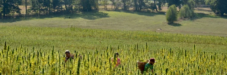 Feld