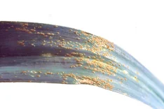 Schnittlauch- und Porreerost (Puccinia allii, Puccinia porri)