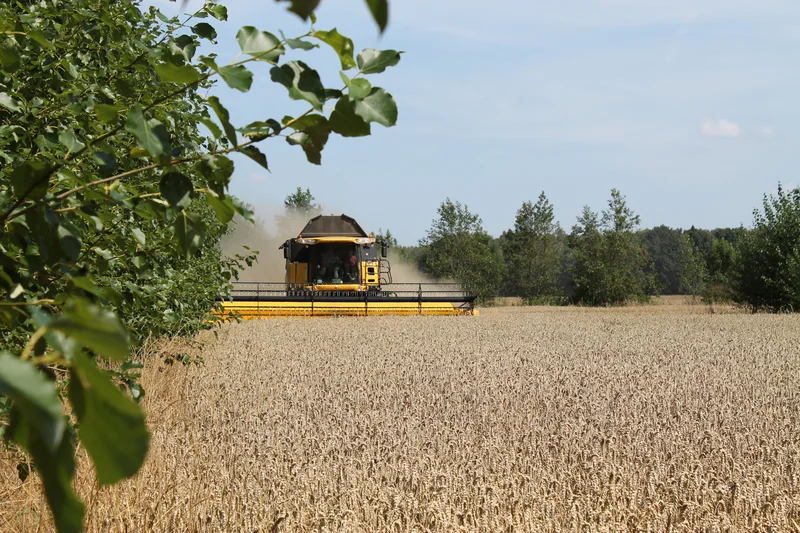 Ein Mähdrescher bei der Arbeit zwischen Baumstreifen eines Agroforstsystems. Klick führt zu Großansicht in einer Lightbox. Zum Schließen der Lightbox ESC drücken.