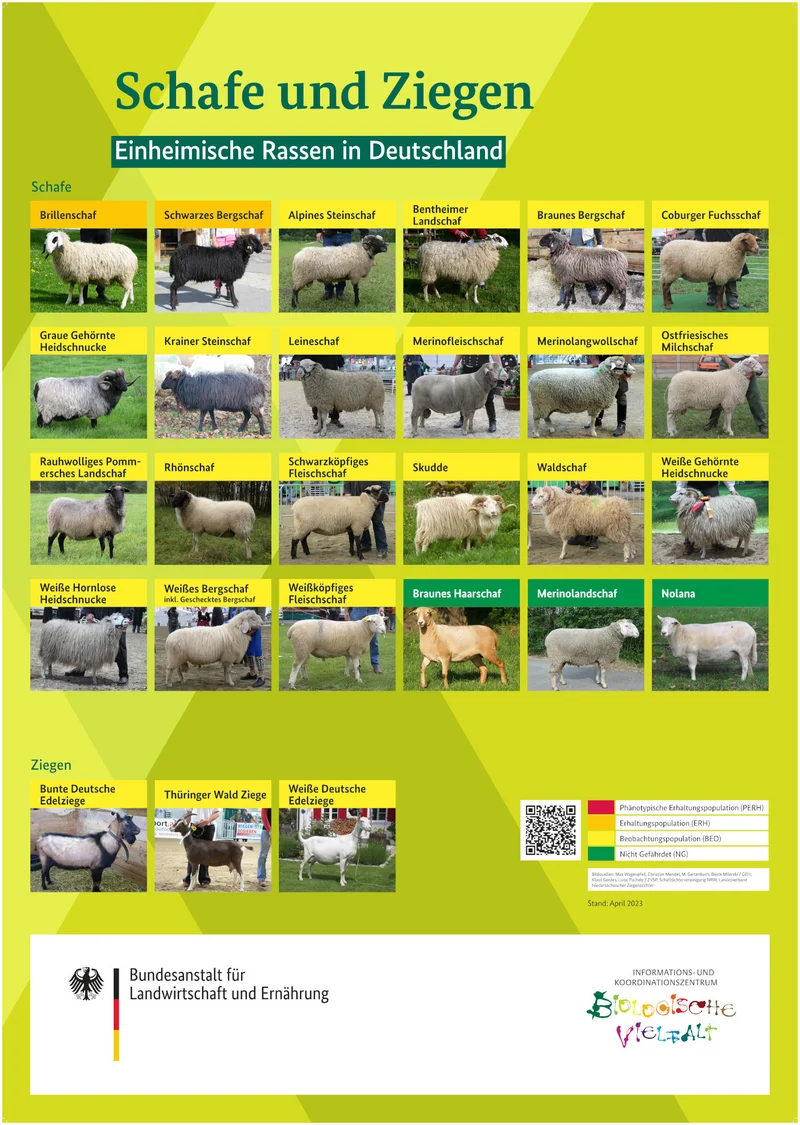 Poster "Schafe und Ziegen. Einheimische Rassen in Deutschland"
