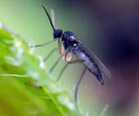 Trauermücke adult Weibchen