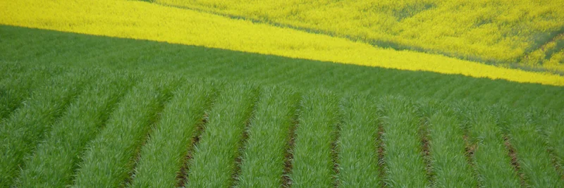 Weizenfeld