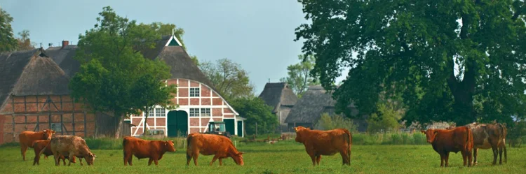 Rinder auf der Weide, im Hintergrund das historische Hofgebäude