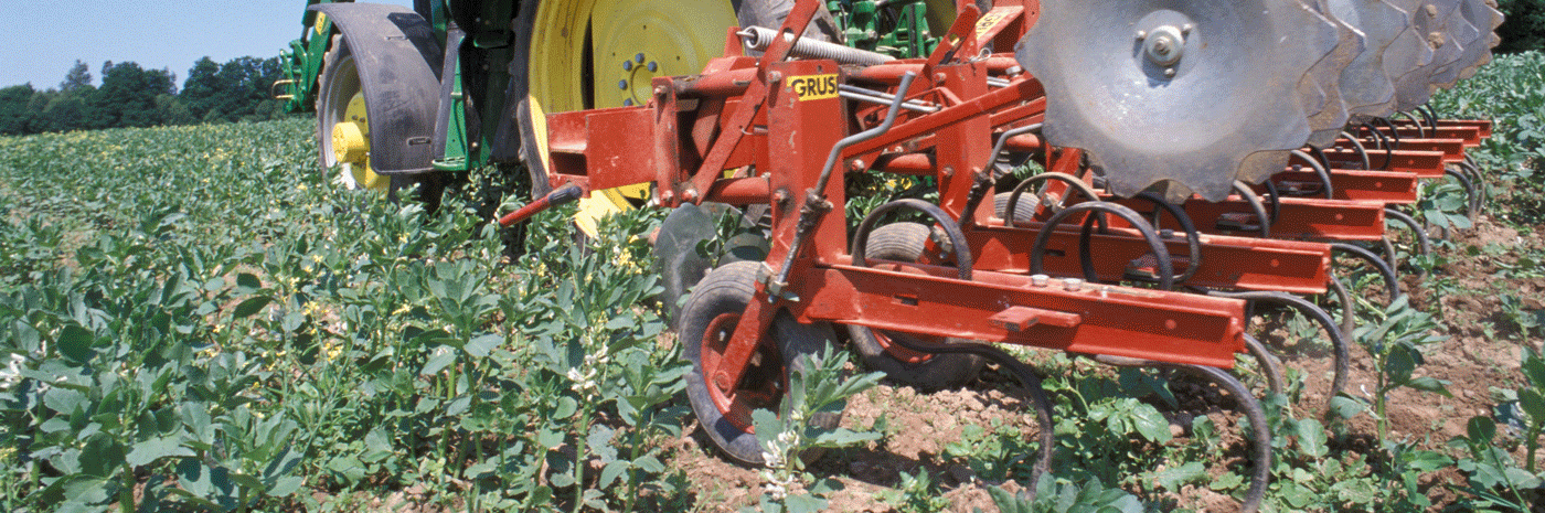 Traktor mit Hacke im Einsatz in einem Ackerbohnenbestand