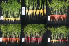 Entwicklung farbiger Möhrensorten für den Bio-Landbau