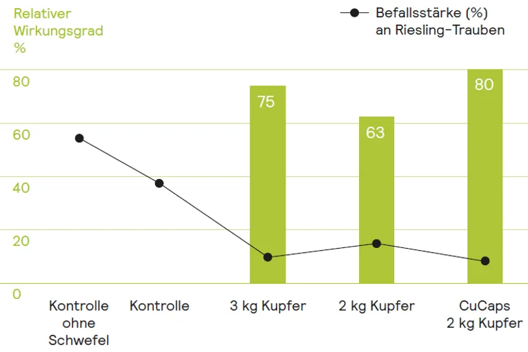 Grafik zur Wirksamkeitsstudie, Falscher Rebenmehltau, HS Geisenheim 2022. Klick führt zu Großansicht im neuen Fenster.