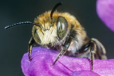 Vierzähnige Kegelbiene (Coelioxys conica, Linnaeus 1758)