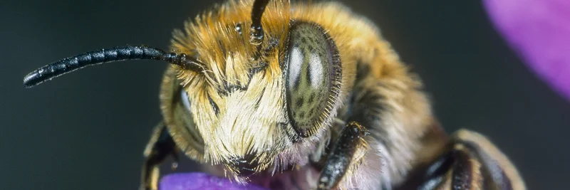 Vierzähnige Kegelbiene sitzt auf einer lila Blüte