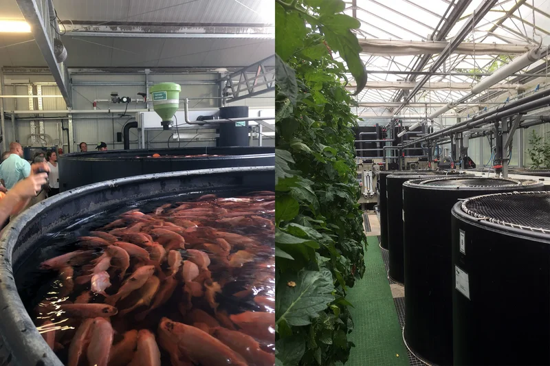 Gesellschaftliche Akzeptanz von Kreislaufanlagen in der Öko-Fischzucht