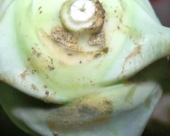 Falscher Mehltau (Peronosppora) an Kohlrabi. Zum Vergrößern klicken.