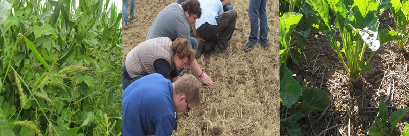 Menschen hocken auf einem Feld und schauen sich den Boden an.
