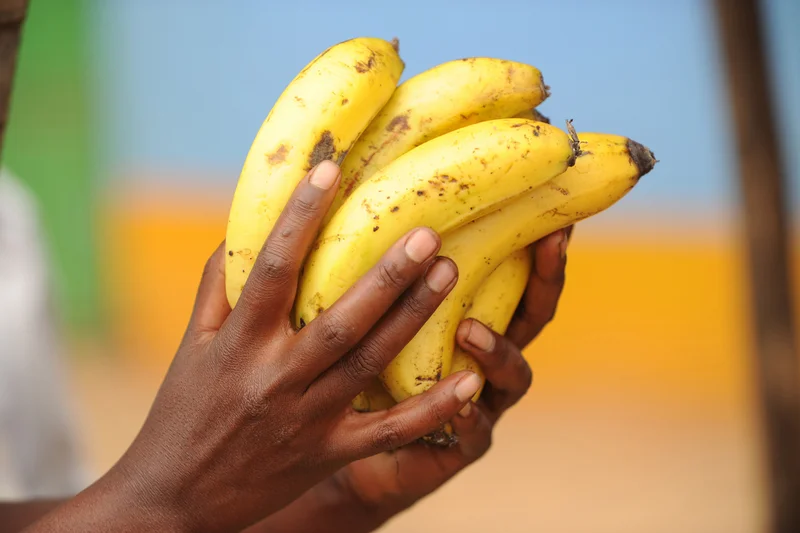 Bananen in einer Hand. Klick führt zu Großansicht in neuem Fenster.