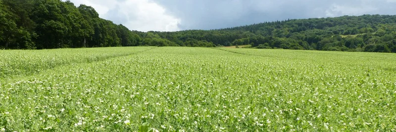 Erbsenfeld, Foto: Harald Schmidt